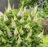 Liliac de vară pitic - Buddleja davidii Little Rockstars White