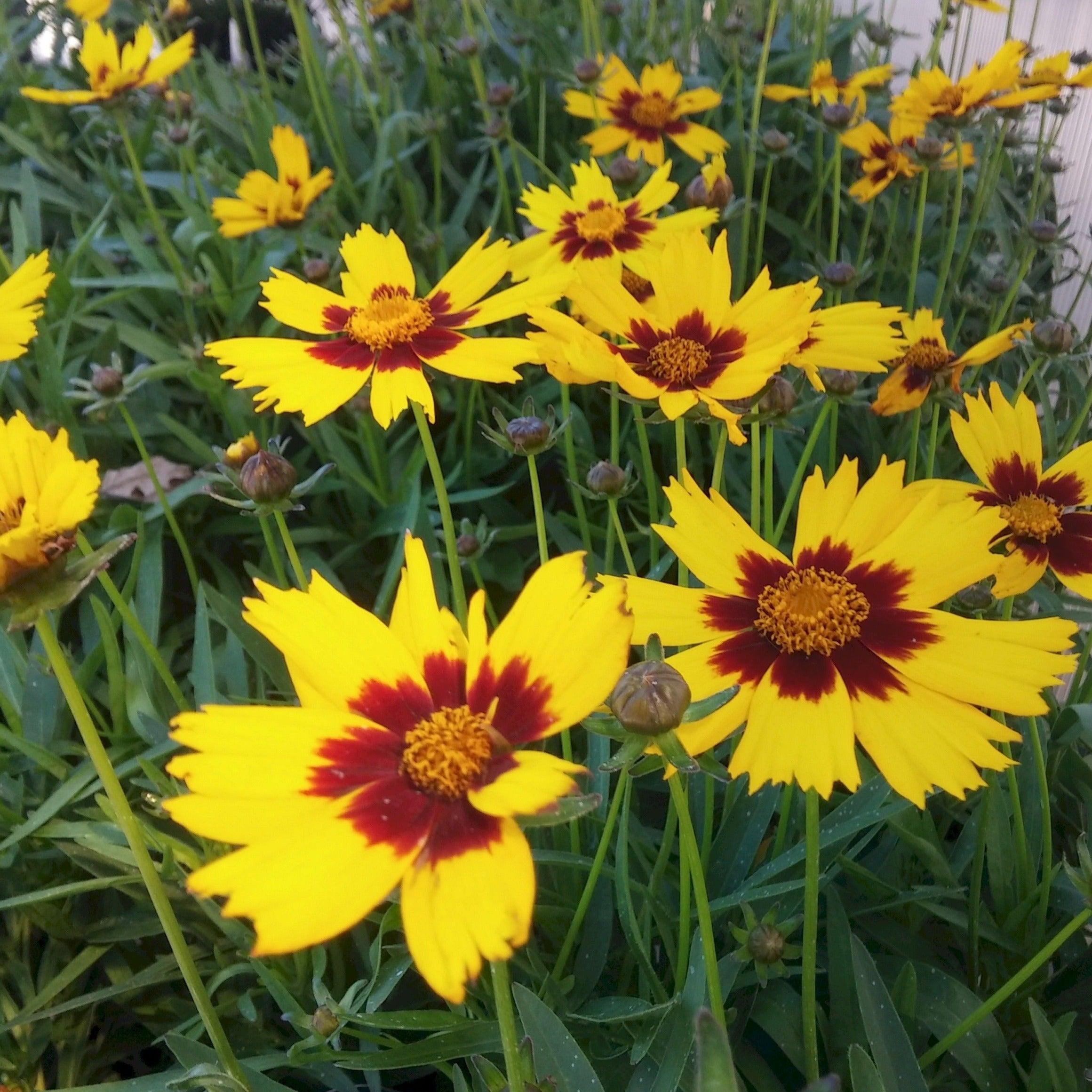 Ochiul fetei - Coreopsis grandiflora Sun Kiss Yellow Red