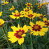 Ochiul fetei - Coreopsis grandiflora Sun Kiss Yellow Red