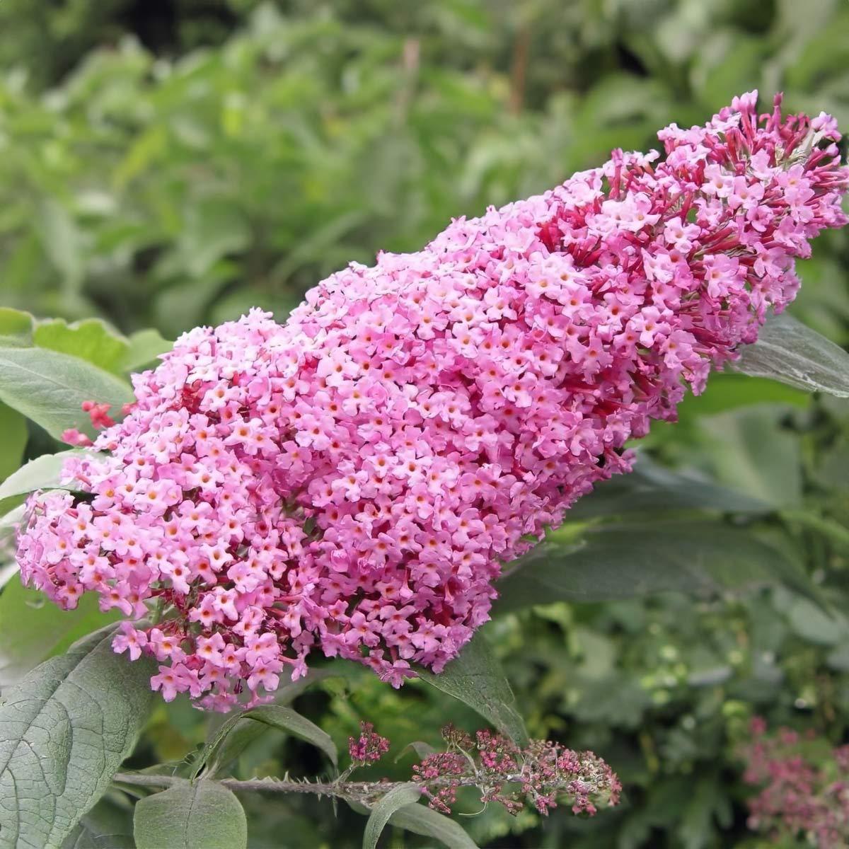 Liliac de vară roz - Buddleja davidii 'Pink Delight'