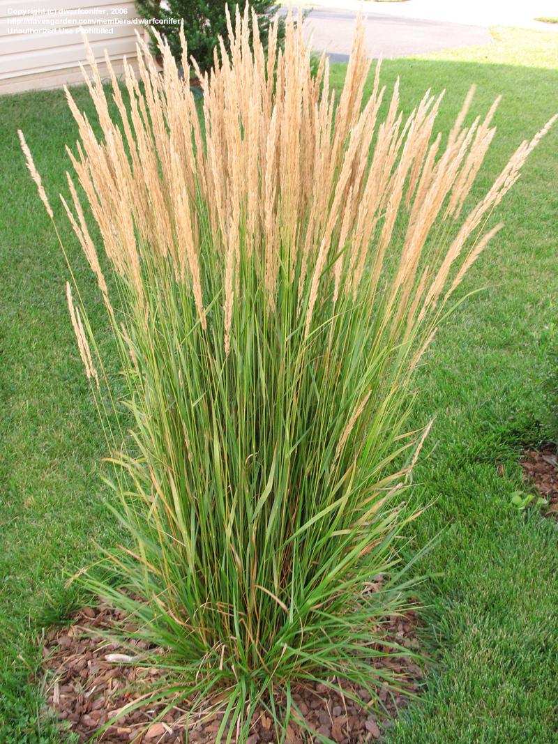 Iarba ornamentală - Calamagrostis acutiflora 'Karl Foerster'