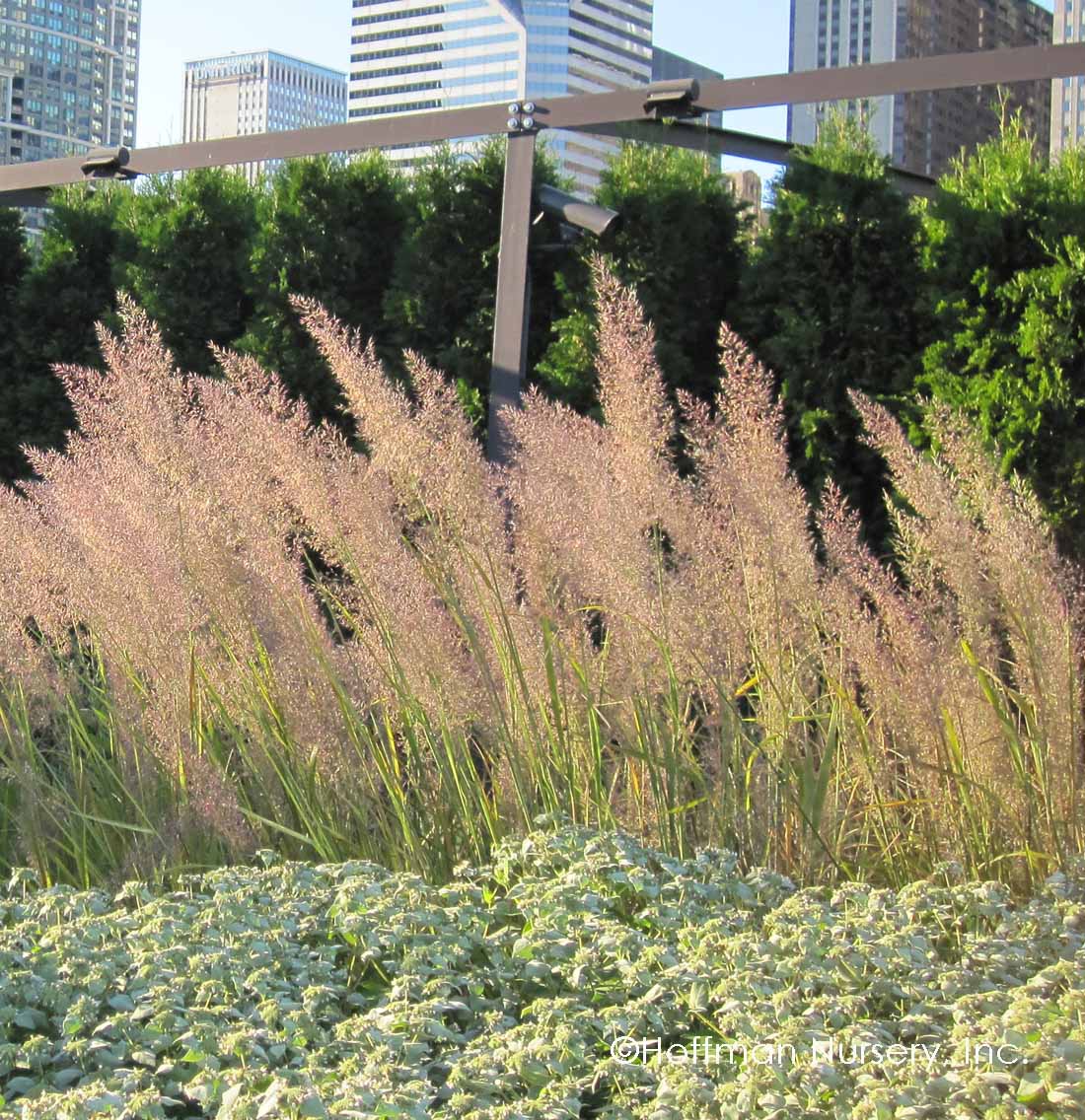 Iarbă ornamentală - Calamagrostis brachytricha
