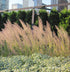Iarbă ornamentală - Calamagrostis brachytricha