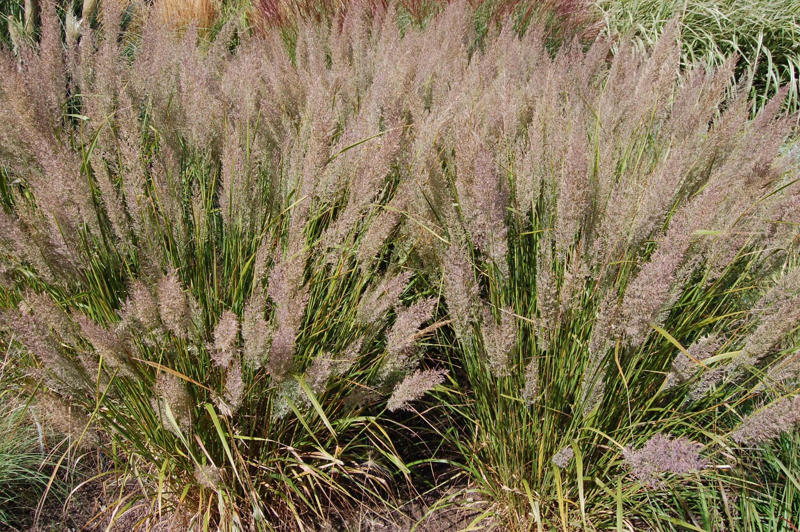 Iarbă ornamentală - Calamagrostis brachytricha
