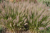 Iarbă ornamentală - Calamagrostis brachytricha