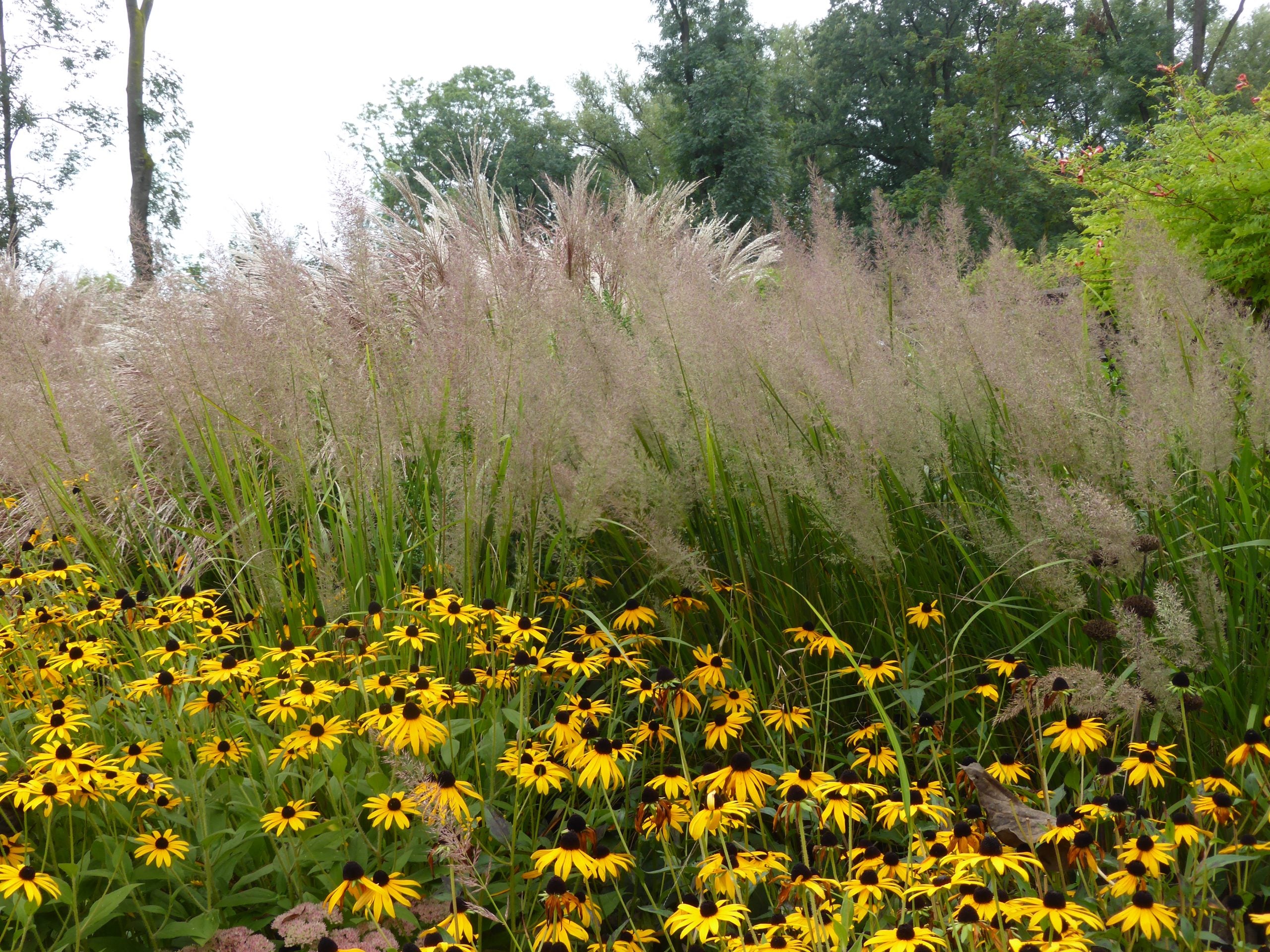 Iarbă ornamentală - Calamagrostis brachytricha