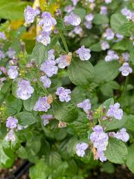 Menta de munte - Calamintha nepeta Marvelette Blue