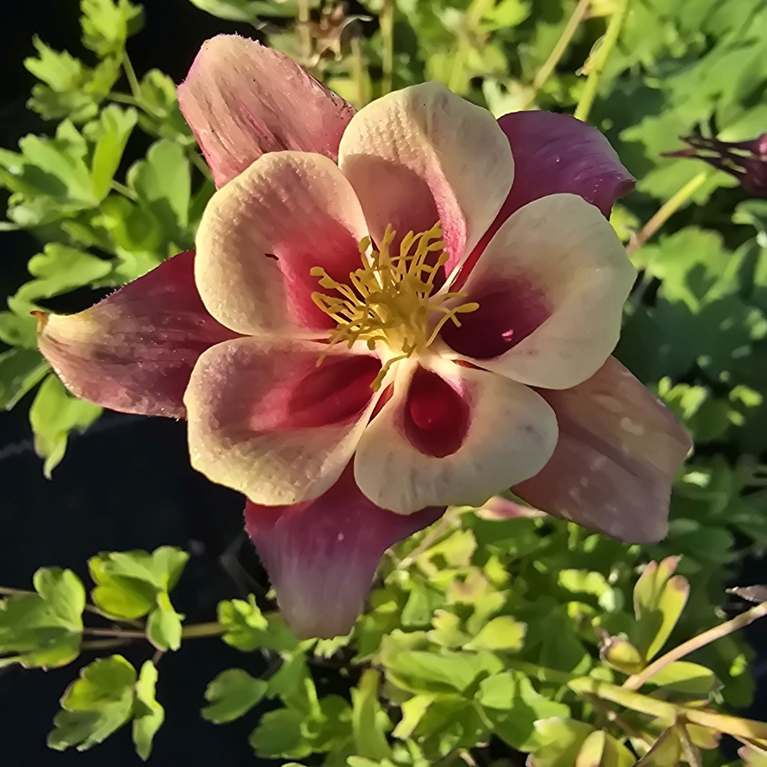 Căldărușe - Aquilegia Caerulea Earlybird™ Red Yellow