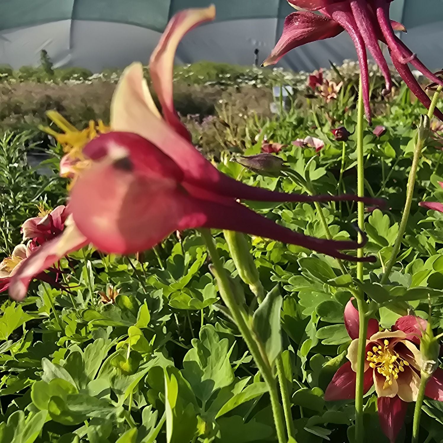 Căldărușe - Aquilegia Caerulea Earlybird™ Red Yellow