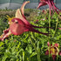 Căldărușe - Aquilegia Caerulea Earlybird™ Red Yellow