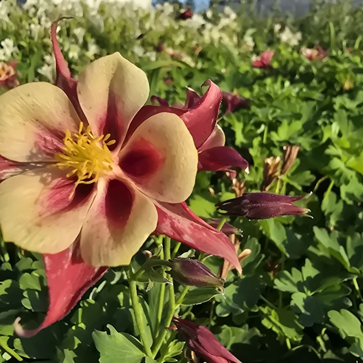 Căldărușe - Aquilegia Caerulea Earlybird™ Red Yellow
