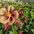 Căldărușe - Aquilegia Caerulea Earlybird™ Red Yellow