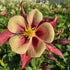 Căldărușe - Aquilegia Caerulea Earlybird™ Red Yellow