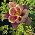 Căldărușe - Aquilegia Caerulea Earlybird™ Red Yellow