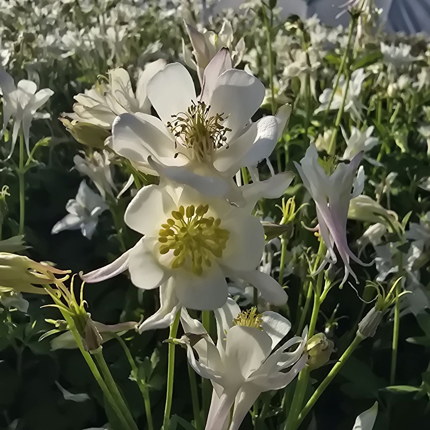 Căldărușe - Aquilegia Caerulea Earlybird™ White