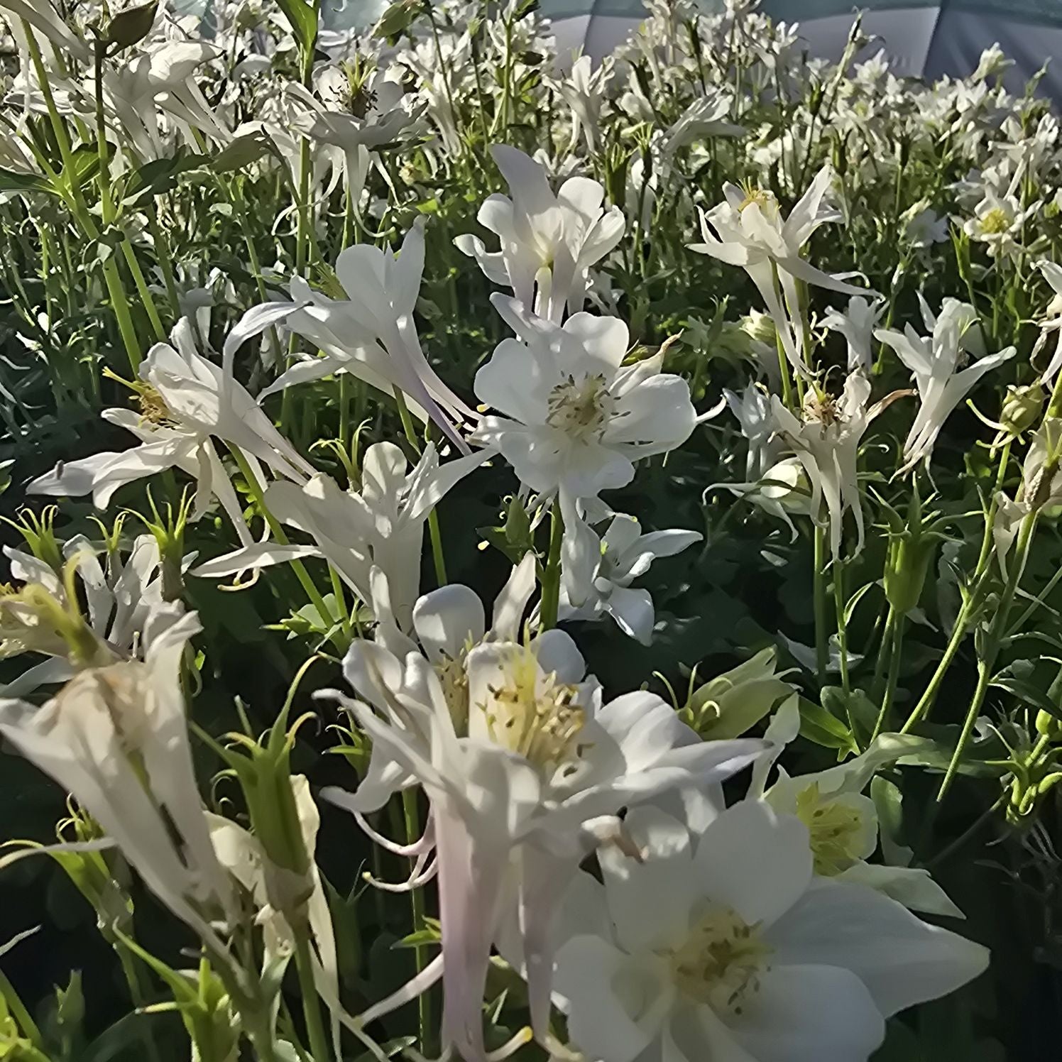 Căldărușe - Aquilegia Caerulea Earlybird™ White