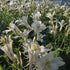 Căldărușe - Aquilegia Caerulea Earlybird™ White