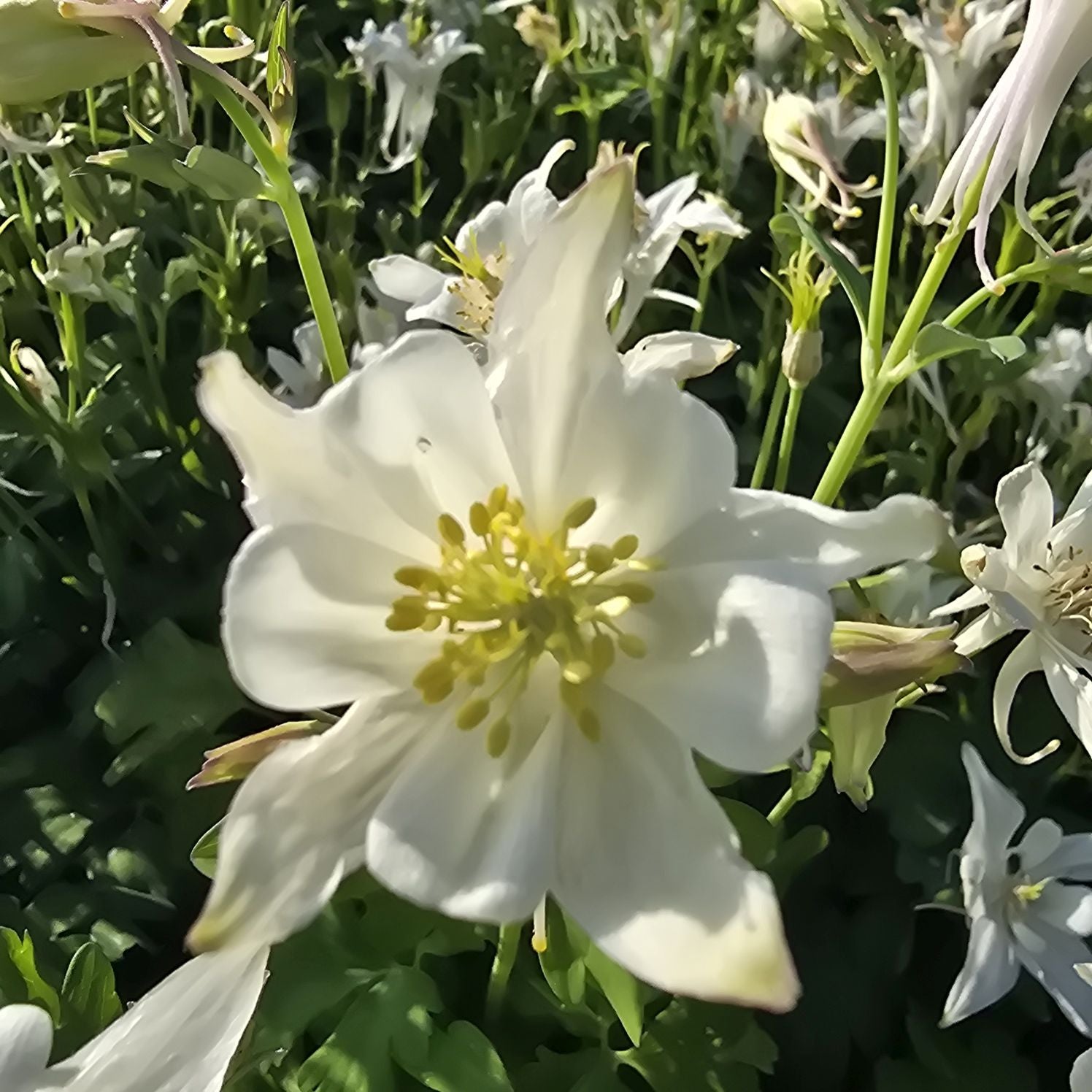Căldărușe - Aquilegia Caerulea Earlybird™ White