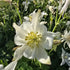 Căldărușe - Aquilegia Caerulea Earlybird™ White
