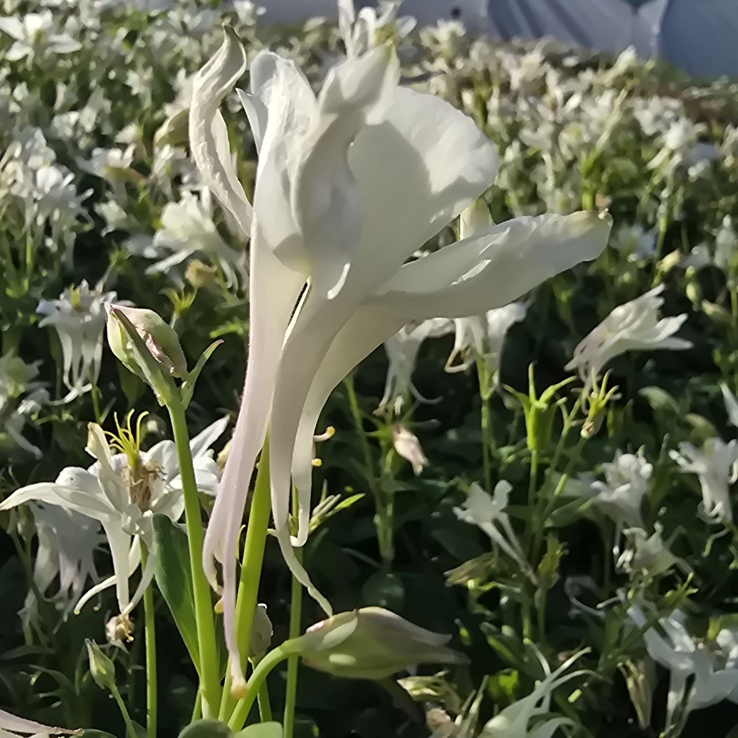 Căldărușe - Aquilegia Caerulea Earlybird™ White