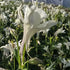 Căldărușe - Aquilegia Caerulea Earlybird™ White