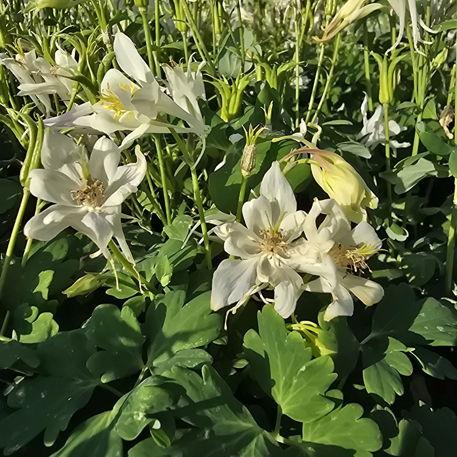 Căldărușe - Aquilegia Caerulea Earlybird™ White