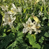 Căldărușe - Aquilegia Caerulea Earlybird™ White