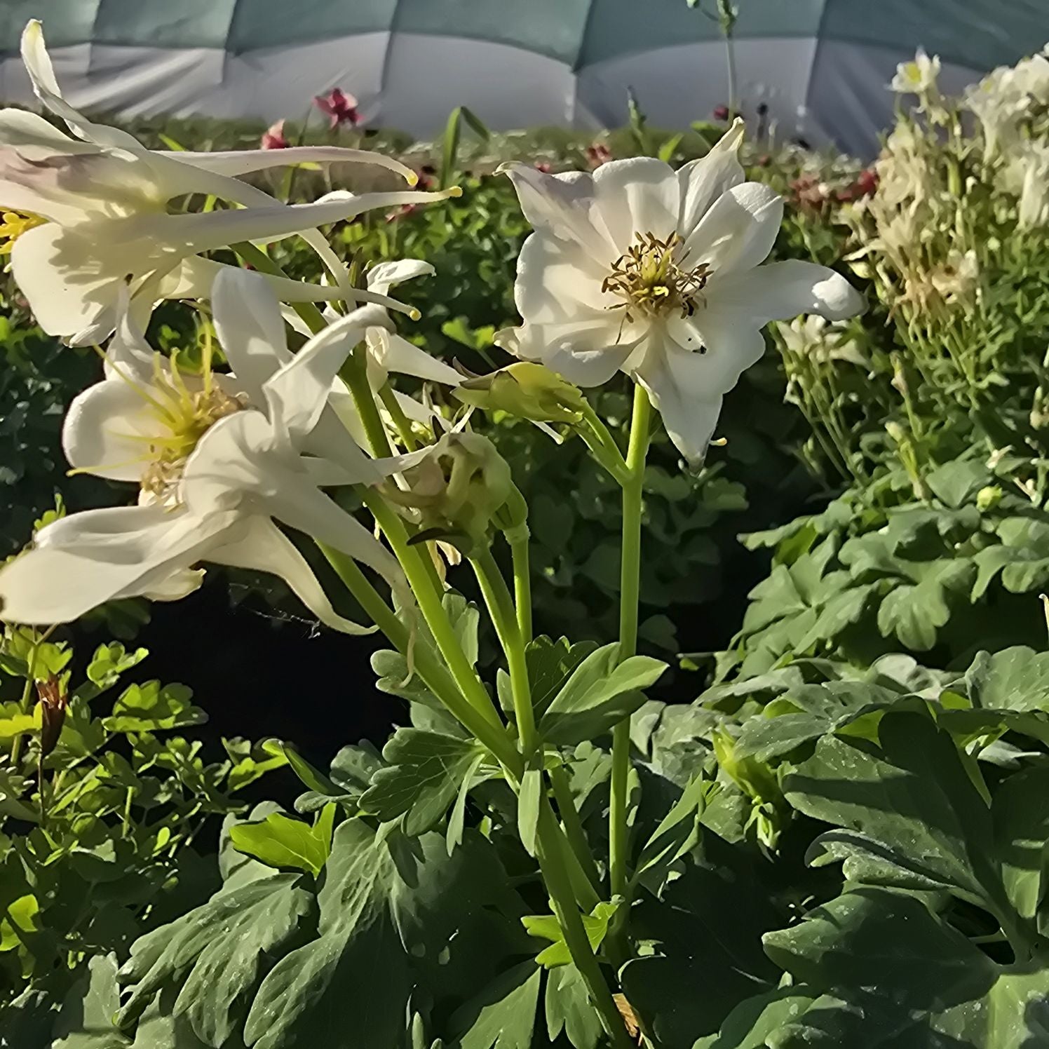 Căldărușe - Aquilegia Caerulea Earlybird™ White
