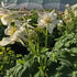 Căldărușe - Aquilegia Caerulea Earlybird™ White