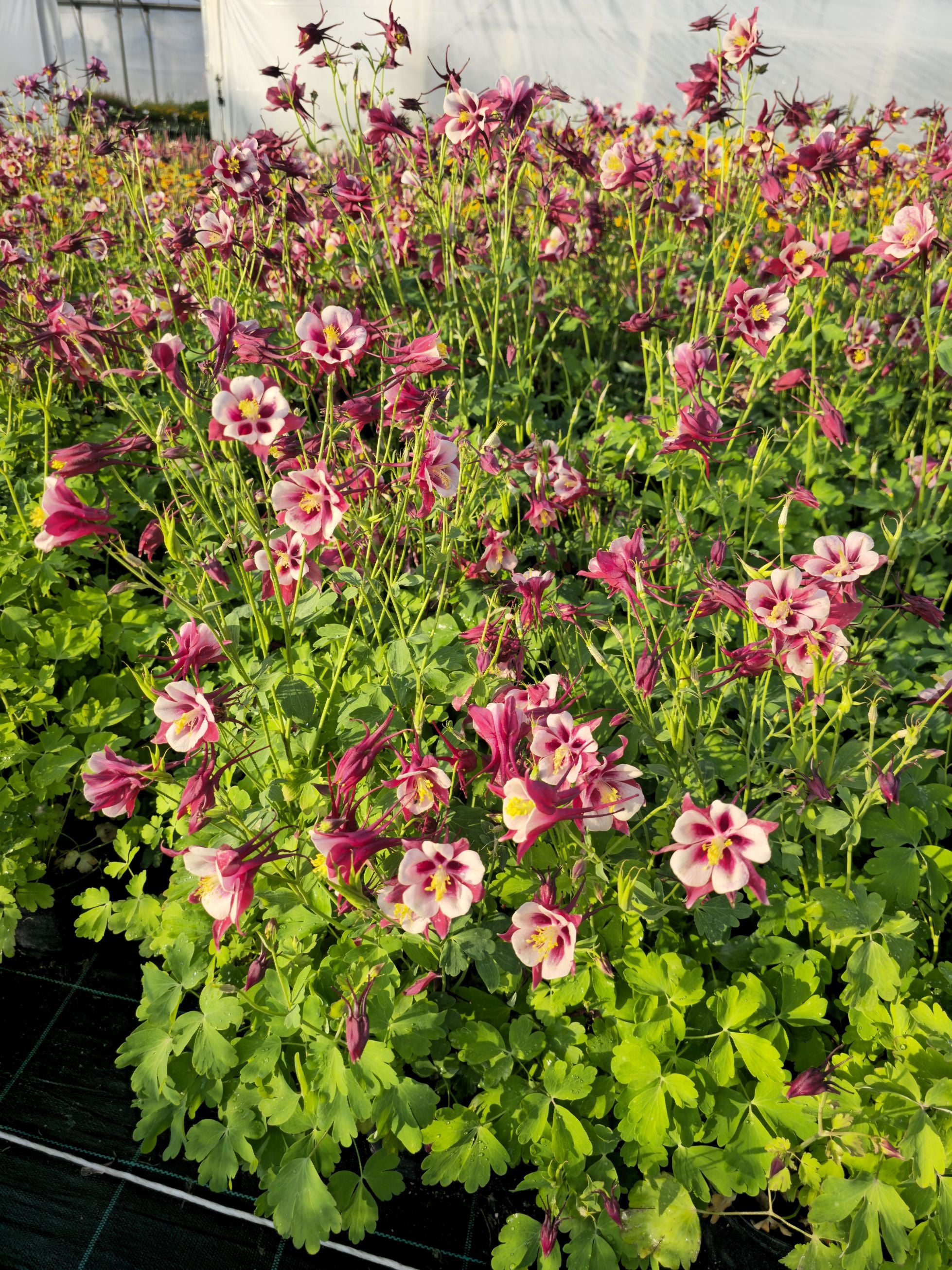 Căldărușe - Aquilegia Caerulea Earlybird™ Red White