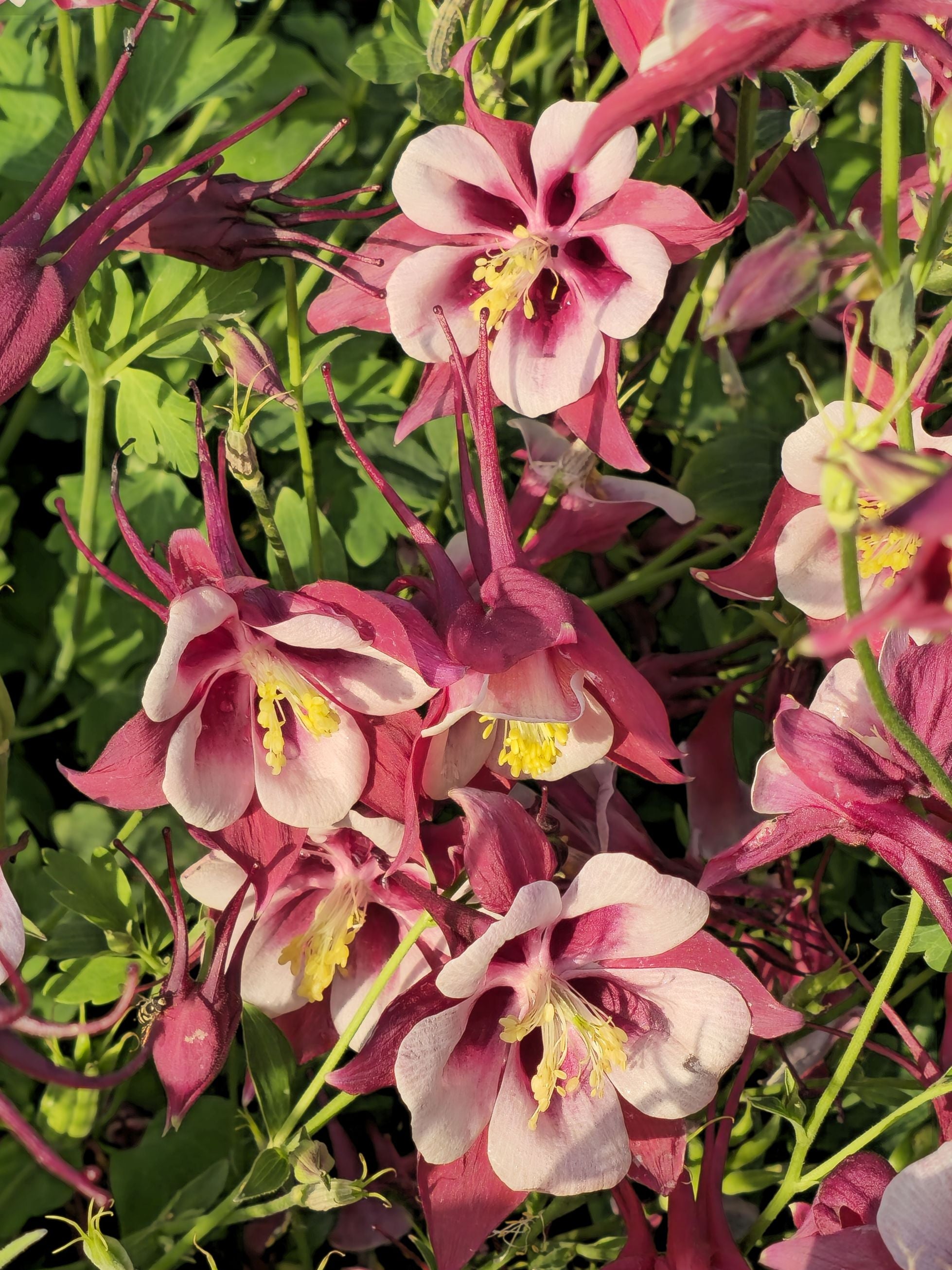 Căldărușe - Aquilegia Caerulea Earlybird™ Red White