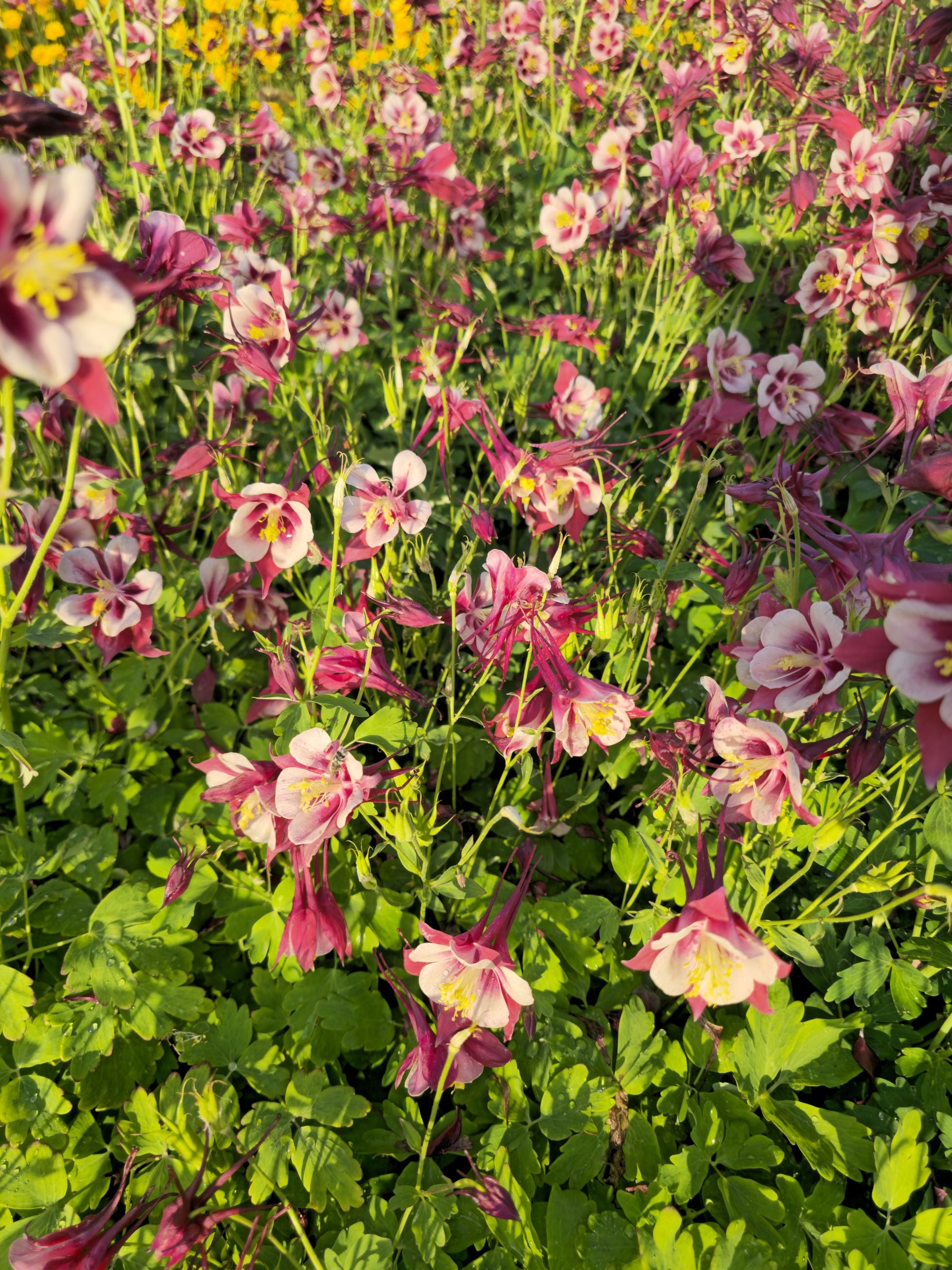 Căldărușe - Aquilegia Caerulea Earlybird™ Red White