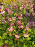 Căldărușe - Aquilegia Caerulea Earlybird™ Red White