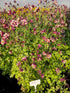 Căldărușe - Aquilegia Caerulea Earlybird™ Red White