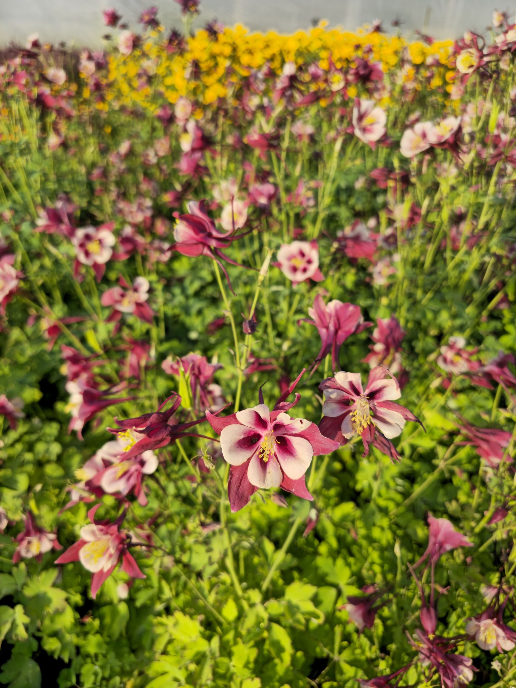 Căldărușe - Aquilegia Caerulea Earlybird™ Red White