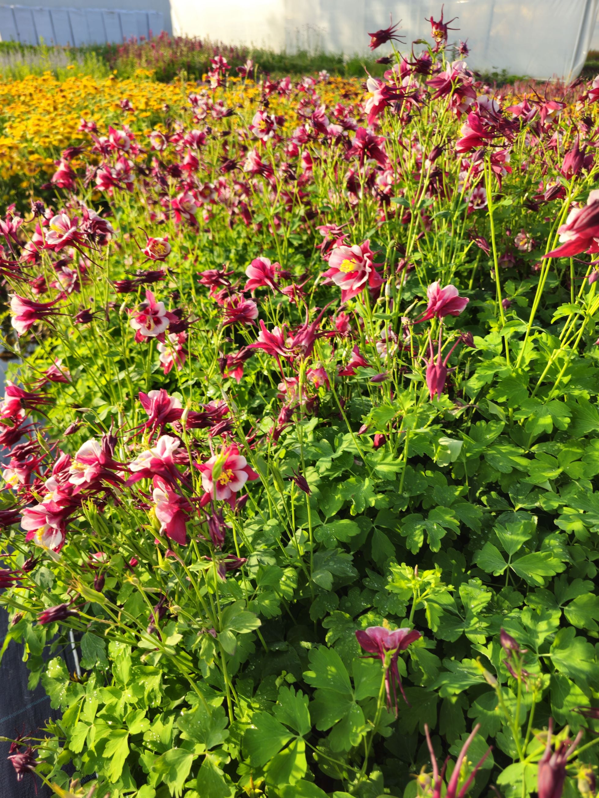 Căldărușe - Aquilegia Caerulea Earlybird™ Red White