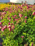 Căldărușe - Aquilegia Caerulea Earlybird™ Red White