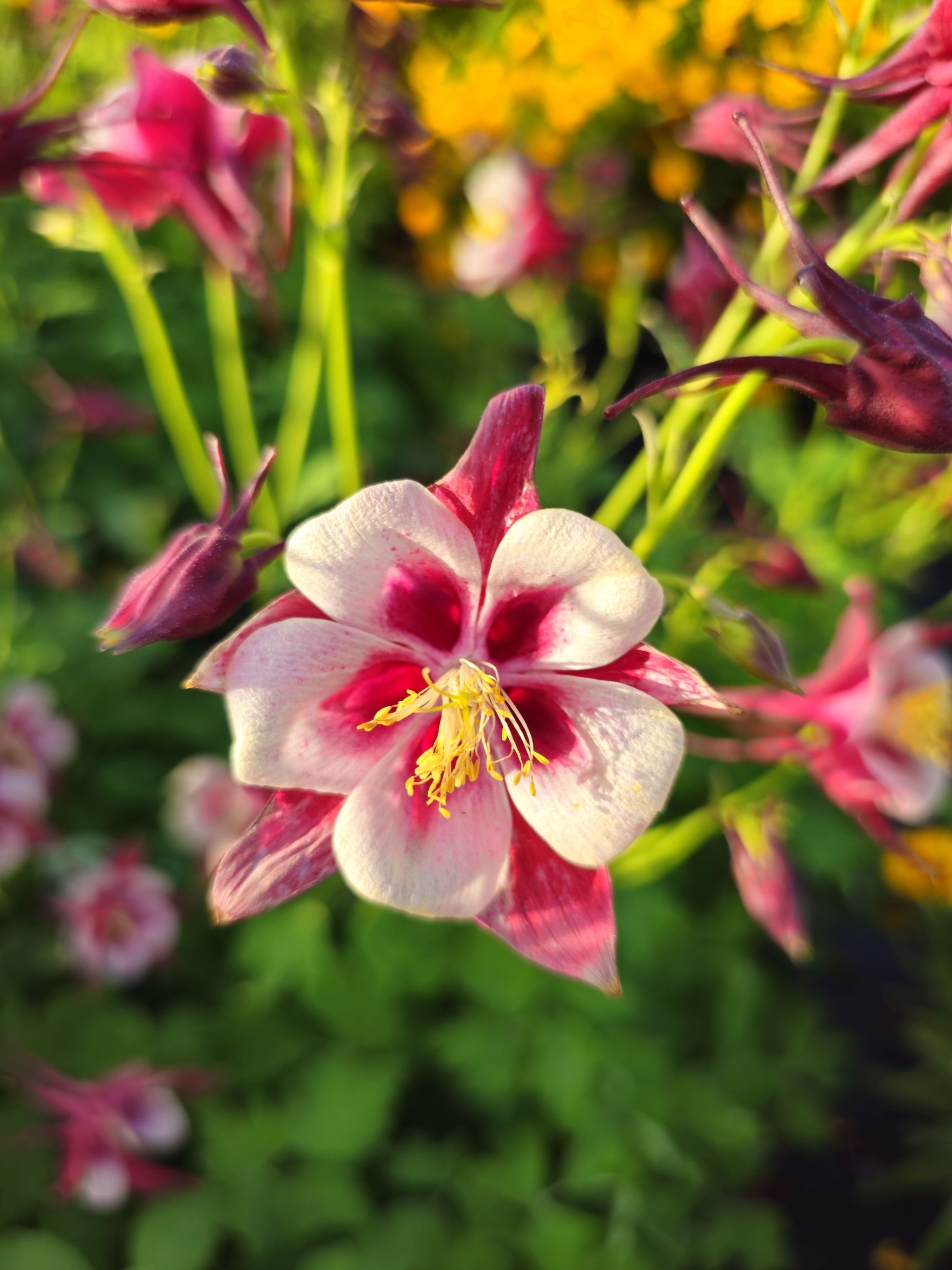 Căldărușe - Aquilegia Caerulea Earlybird™ Red White