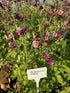 Căldărușe - Aquilegia Caerulea Earlybird™ Red White