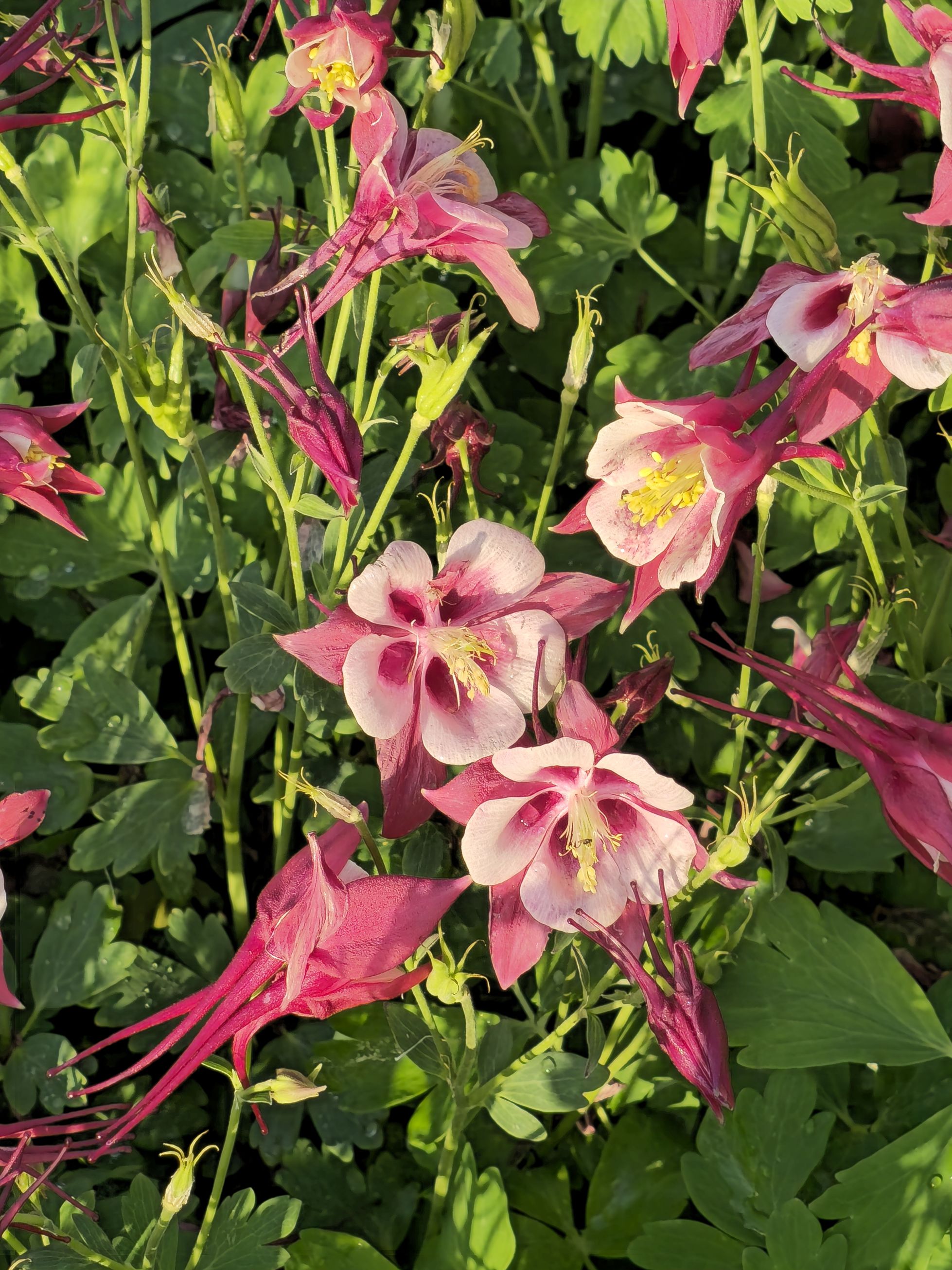 Căldărușe - Aquilegia Caerulea Earlybird™ Red White
