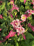 Căldărușe - Aquilegia Caerulea Earlybird™ Red White