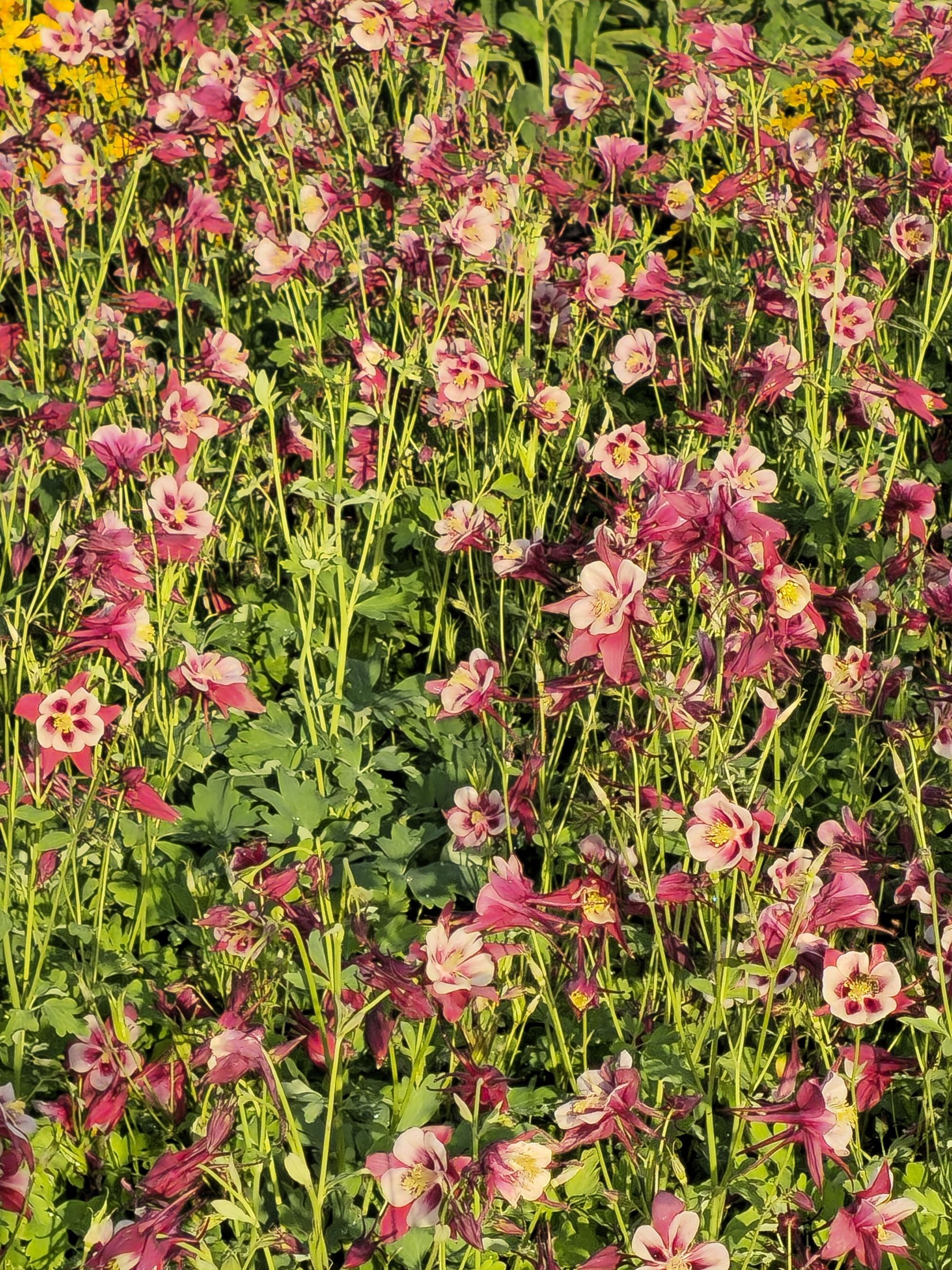 Căldărușe - Aquilegia Vulgaris 'Winky Double Red & White'