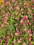 Căldărușe - Aquilegia Vulgaris 'Winky Double Red & White'