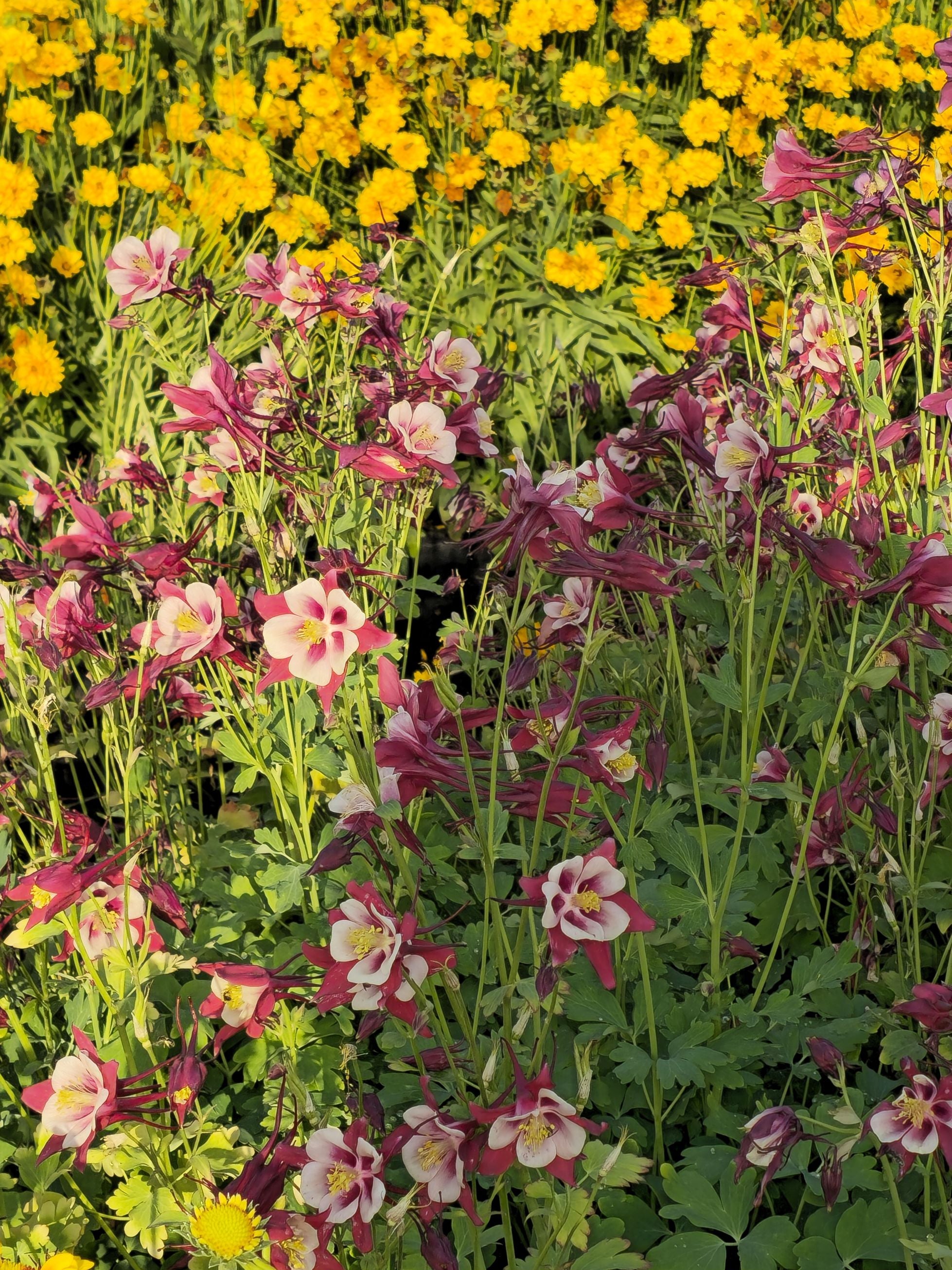 Căldărușe - Aquilegia Vulgaris 'Winky Double Red & White'