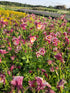 Căldărușe - Aquilegia Vulgaris 'Winky Double Red & White'