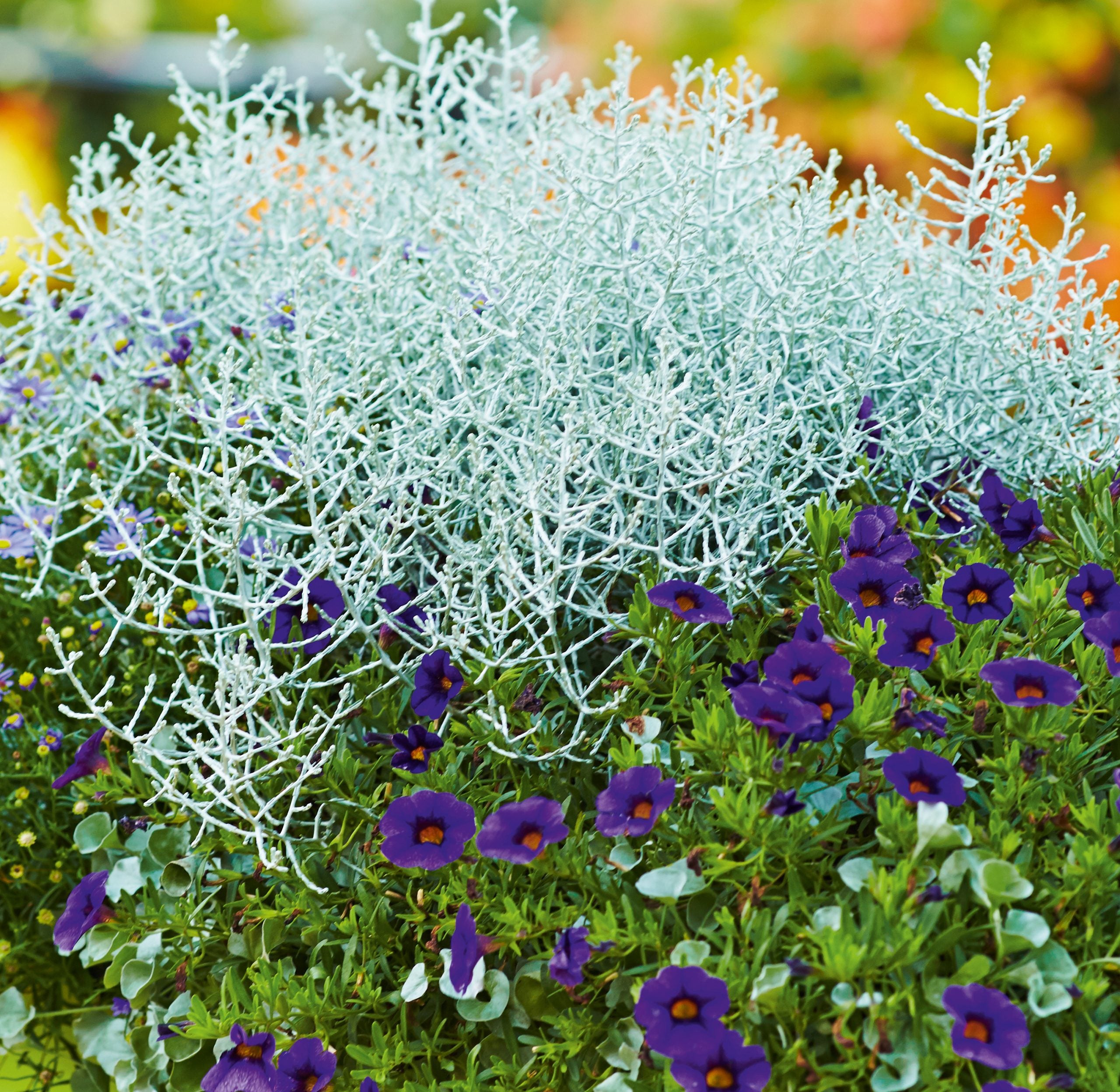 Arbust argintiu decorativ - Calocephalus brownii ‘Electra Silver’