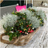 Arbust argintiu decorativ - Calocephalus brownii ‘Electra Silver’