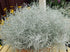 Arbust argintiu decorativ - Calocephalus brownii ‘Electra Silver’