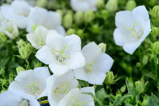 Campanula carpatica Carillon White (Clopoțelul carpatic)