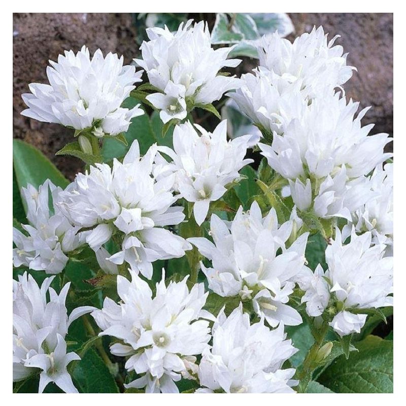 Clopoțel aglomerat - Campanula glomerata ‘Alba’